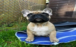 French Bulldog dogs for sale: KC, standard colours French Bulldog puppies🐾 - Image 5