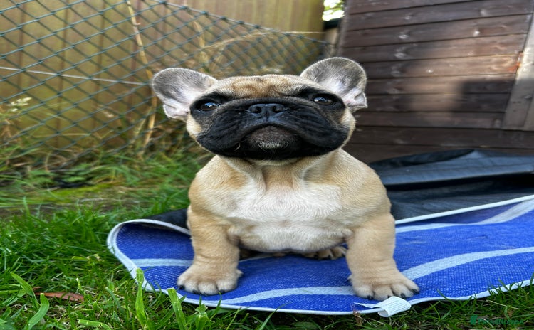 French Bulldog dogs - Advert 6