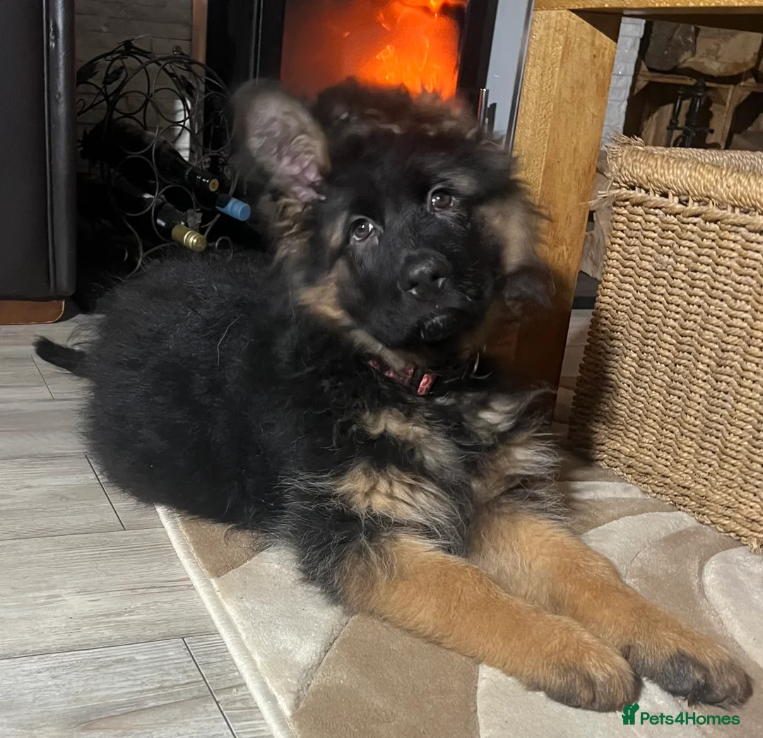 German Shepherd dogs for sale: Outstanding long- haired Gsd girl for sale  - Advert 4