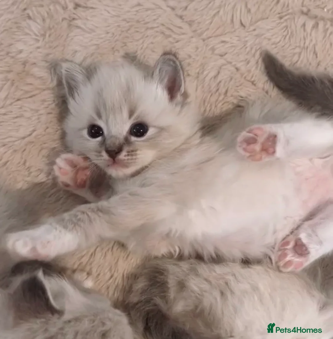 Ragdoll cats for sale: Ragdoll kittens  - Advert 6