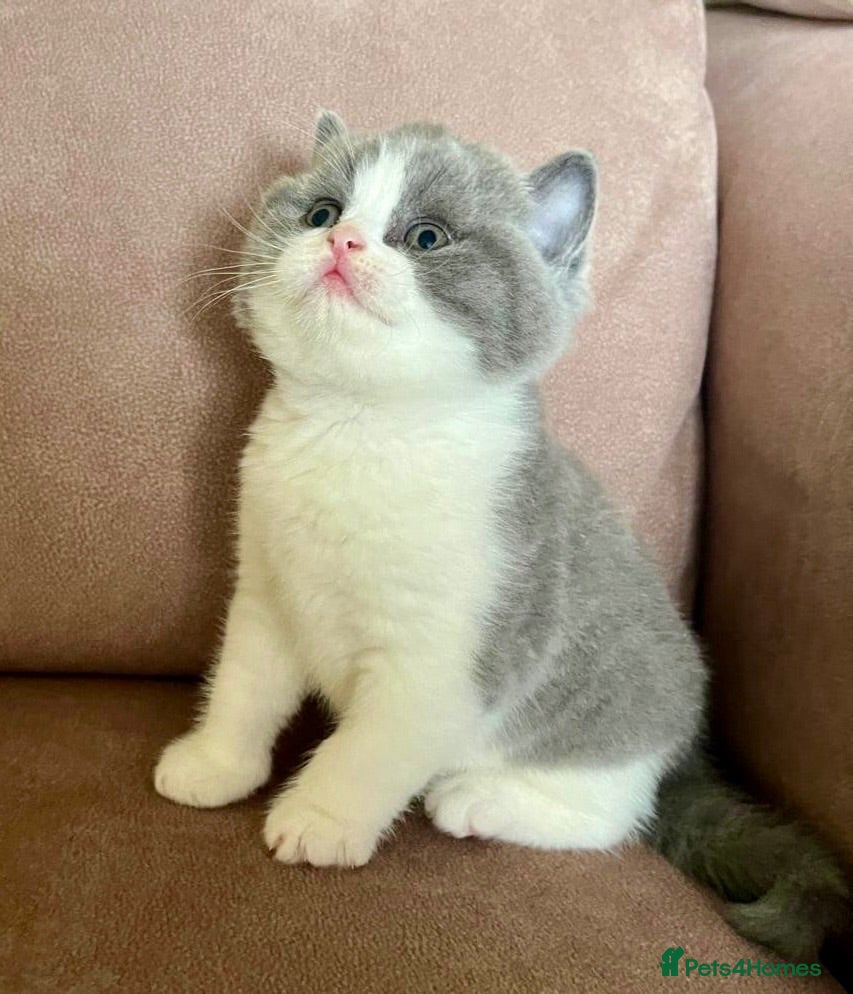 British Shorthair cats Beautiful BSH Blue & White Male Babies - Advert 14
