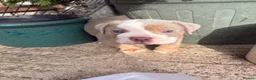 Mixed Breed dogs for sale: British bulldog x British bulldog x pocket bully - Advert 10