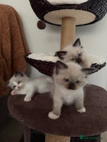 Ragdoll cats Health tested pure ragdoll kittens - Advert 8