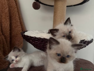 Ragdoll cats Ragdoll kittens - Advert 12