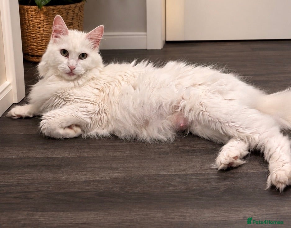 Maine Coon cats Stunning Main coon Kittens  - Advert 4