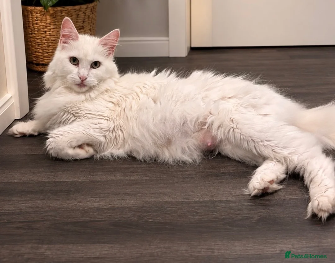 Maine Coon cats for sale: Stunning Main coon Kittens  in Sunderland - Advert 1