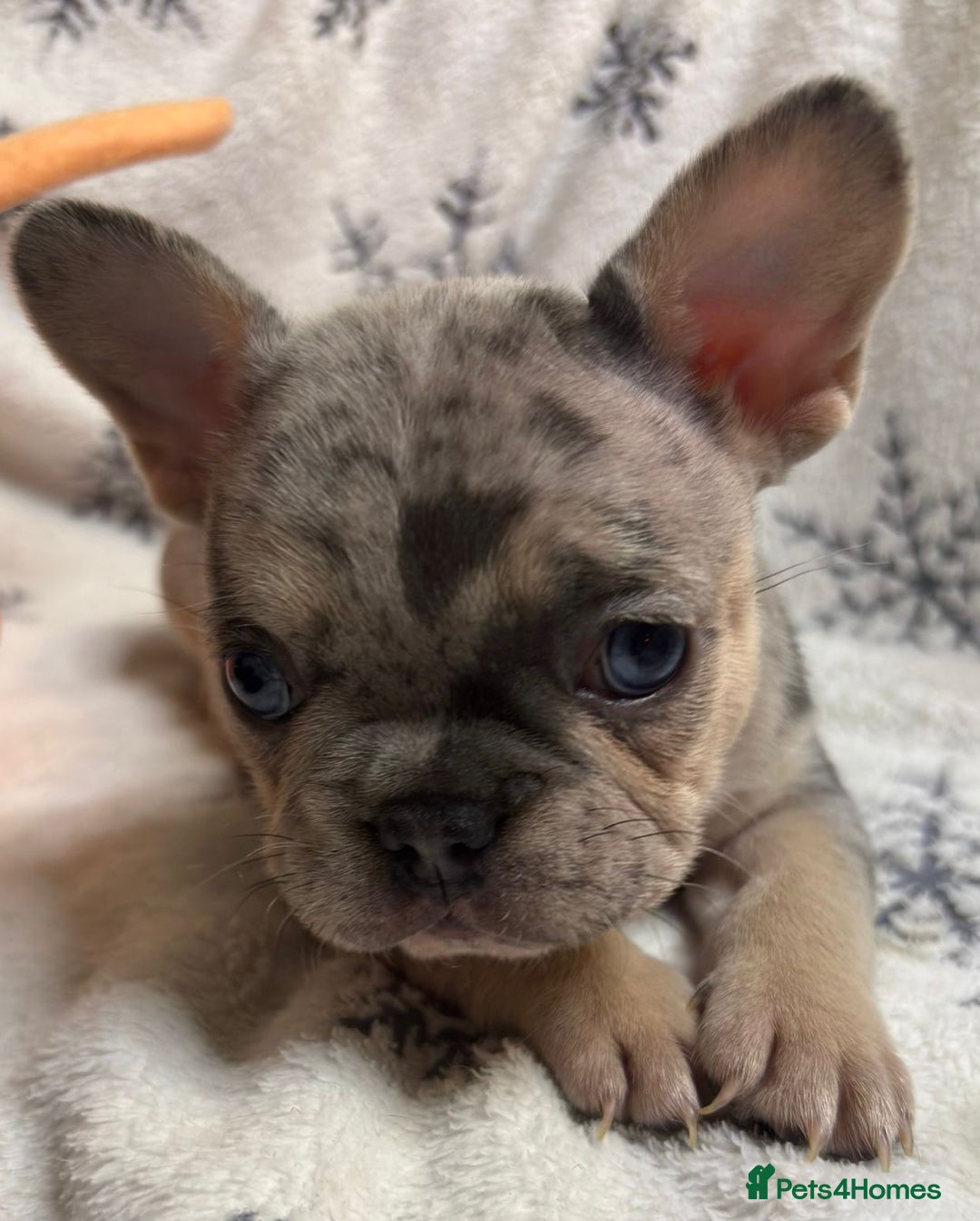 French Bulldog dogs for sale: Gorgeous French Bulldog Puppies - Advert 14