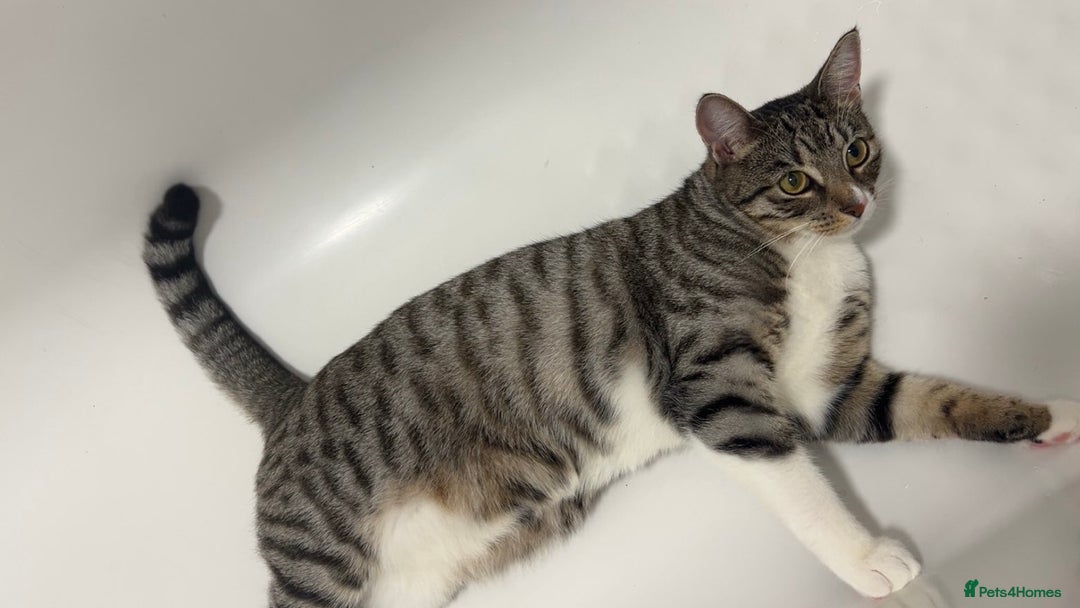 Domestic Shorthair cats for sale: Beautiful female cat  ** . - Advert 2