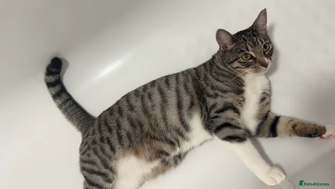 Domestic Shorthair cats for sale: Beautiful female cat  ** . - Advert 2