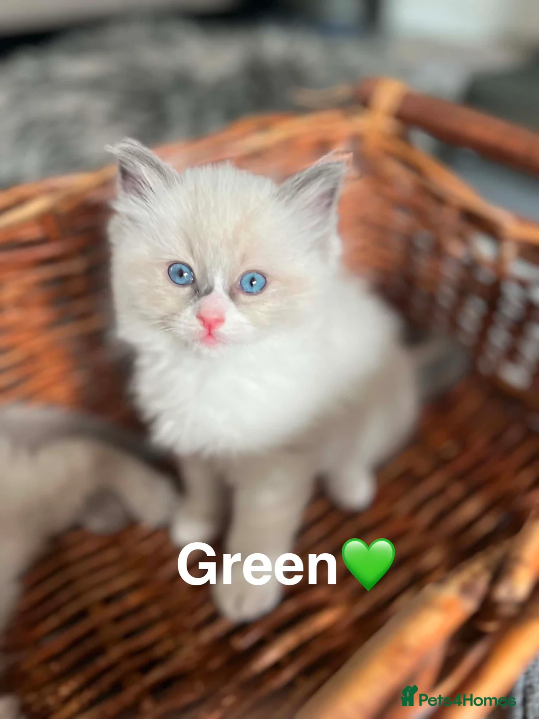 Ragdoll cats for sale: 🩵Five stunning blue bi-colour kittens for sale🩷 - Advert 2
