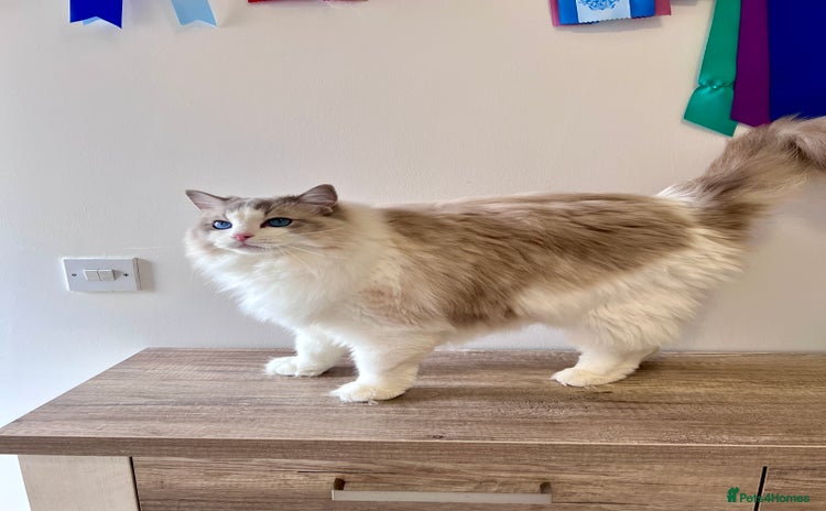 Ragdoll cats - Advert 8