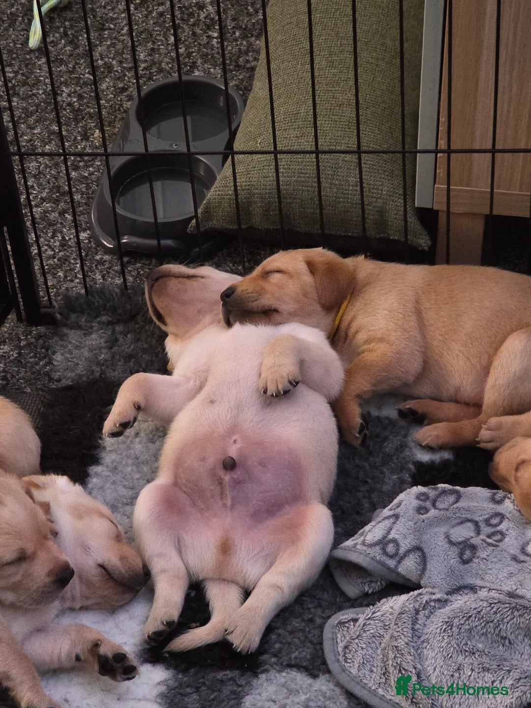 Labrador Retriever dogs for sale: Gorgeous Labrador puppies - Advert 5