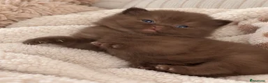 British Shorthair 1