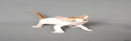 Cornish Rex cats for sale: Cornish Rex Kittens Available for Reservation  - Advert 18