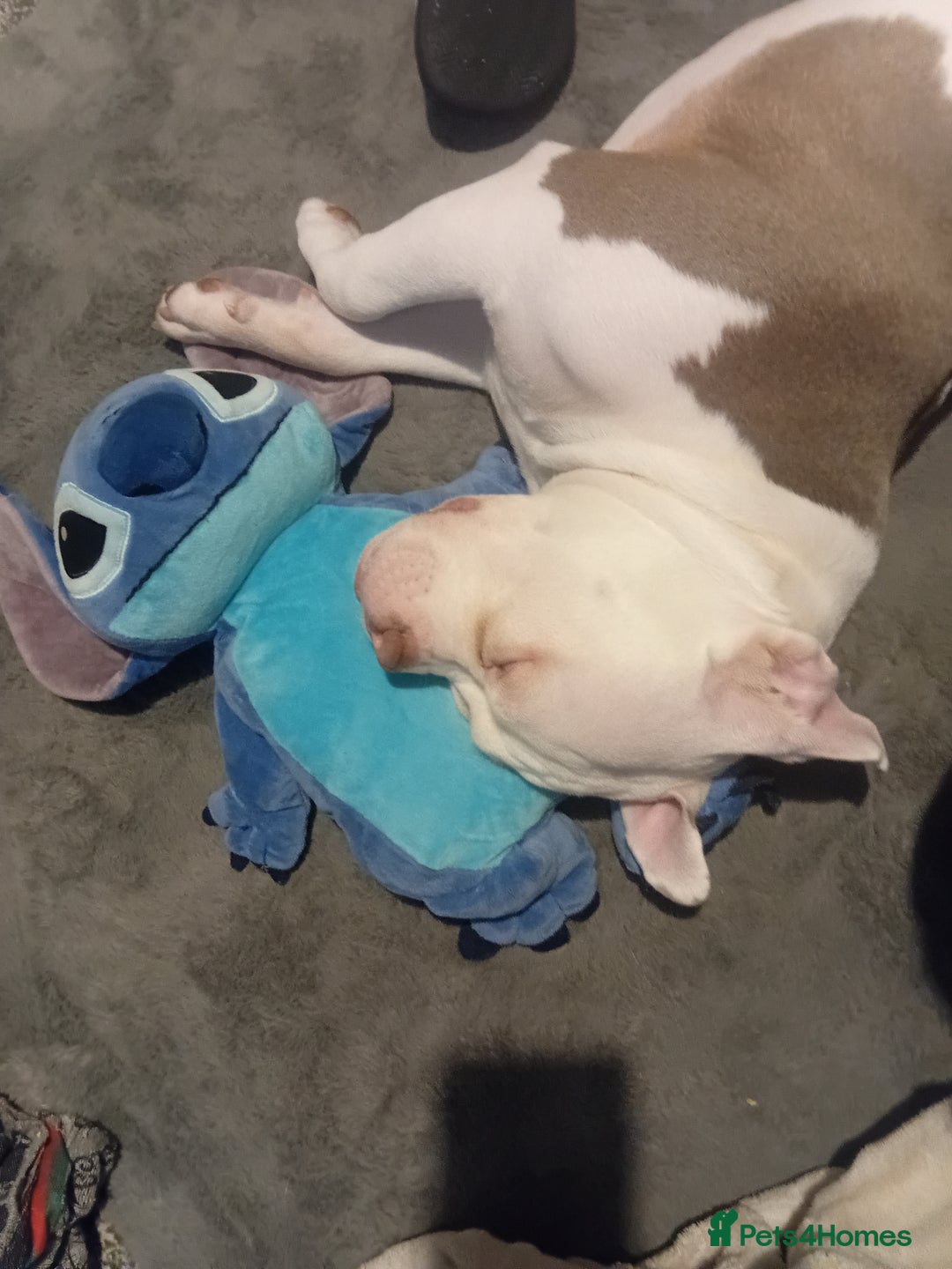 Mixed Breed dogs for sale: Micro Pocket bully  - Image 5