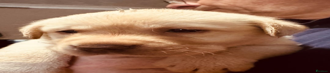 Labrador Retriever Puppy 2