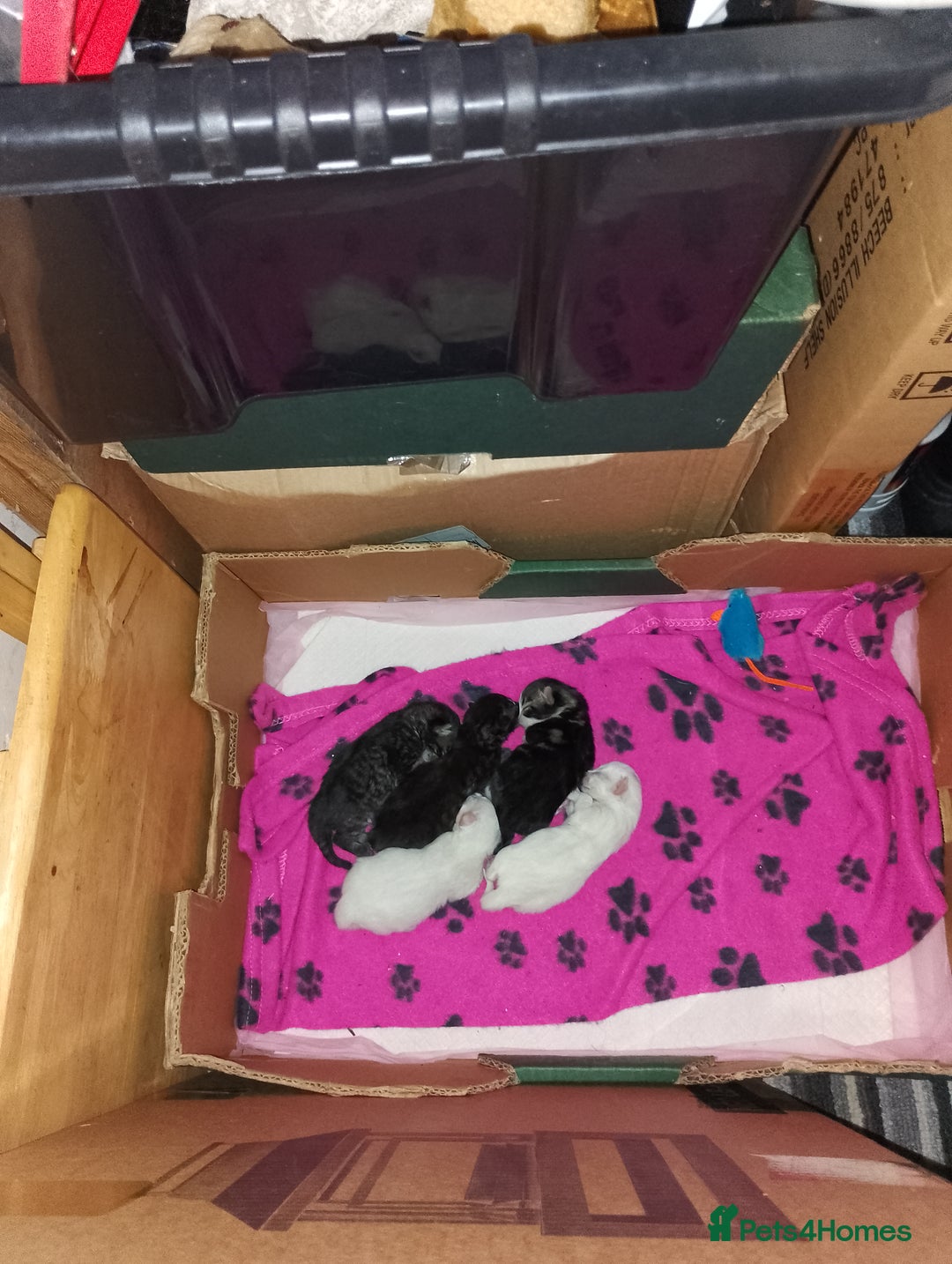 Mixed Breed cats for sale: Late Advertisment  - Advert 8