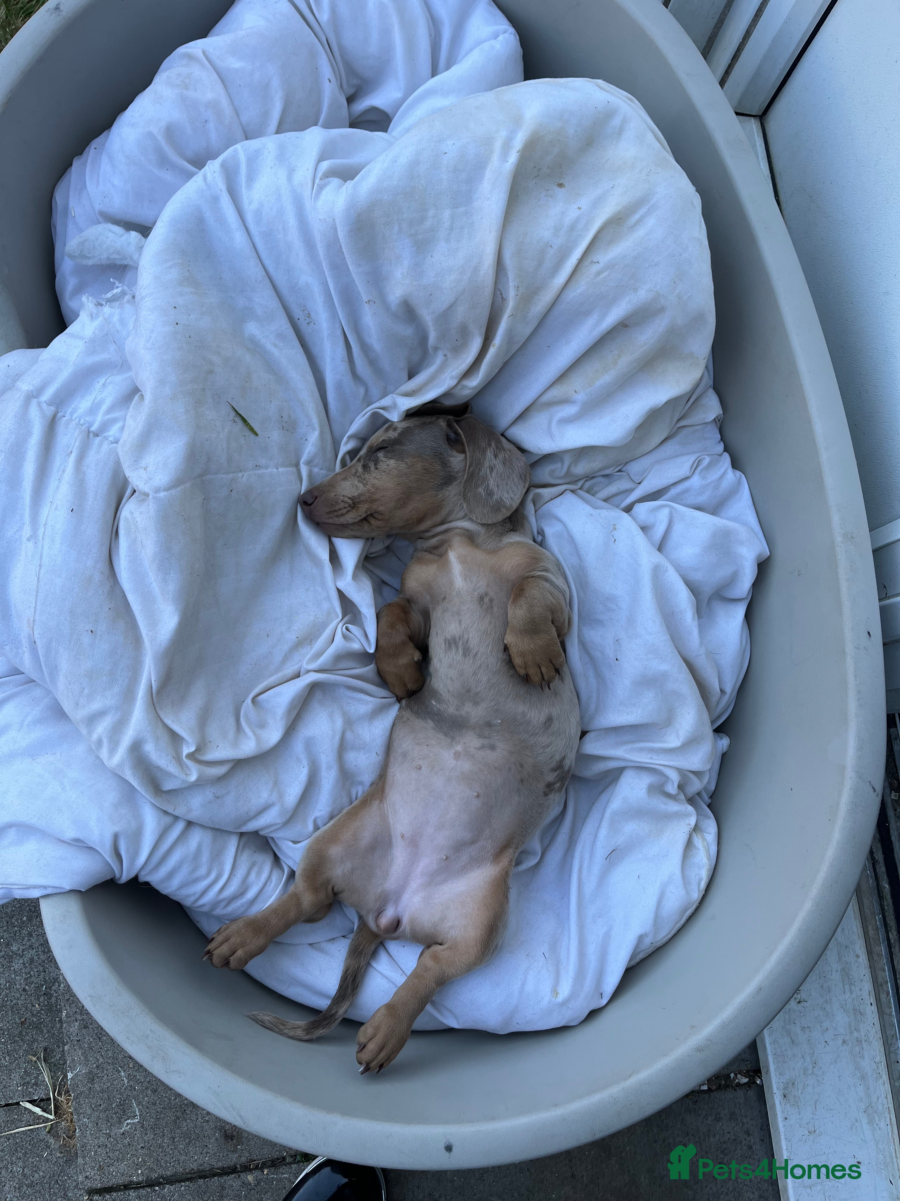 Miniature Dachshund dogs Olive  - Advert 14