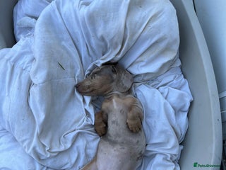 Miniature Dachshund dogs Olive - Advert 2