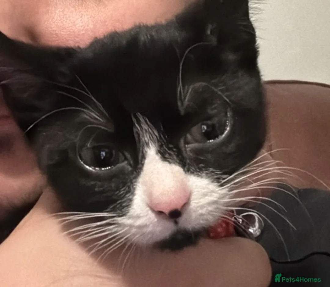 Mixed Breed cats for sale: Kitten  **   in Kettering - Advert 1