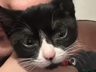 Mixed Breed cats Kitten free to good home - Advert 1