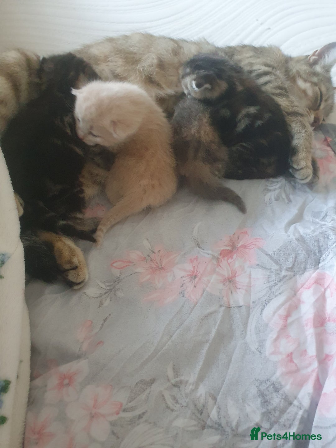 Mixed Breed cats for sale: Miss sijanda  - Image 2