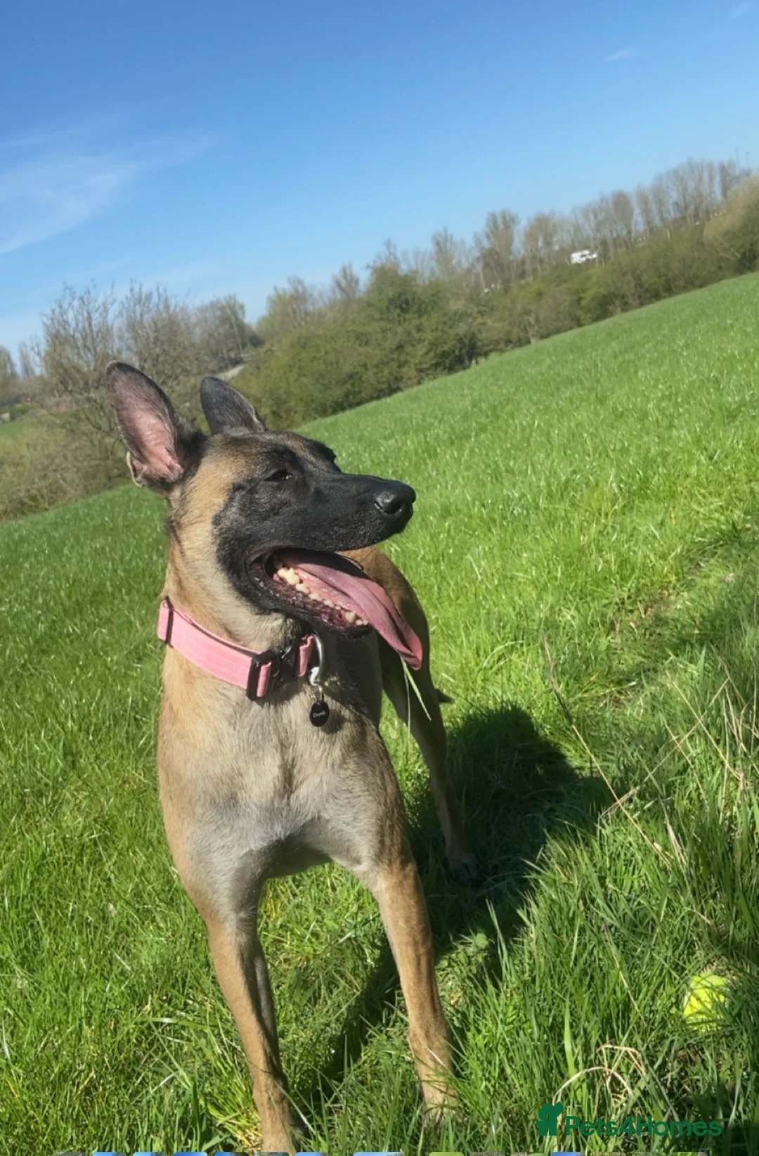 Belgian Shepherd Dog dogs for sale: Belgian Malinois pups  - Advert 1