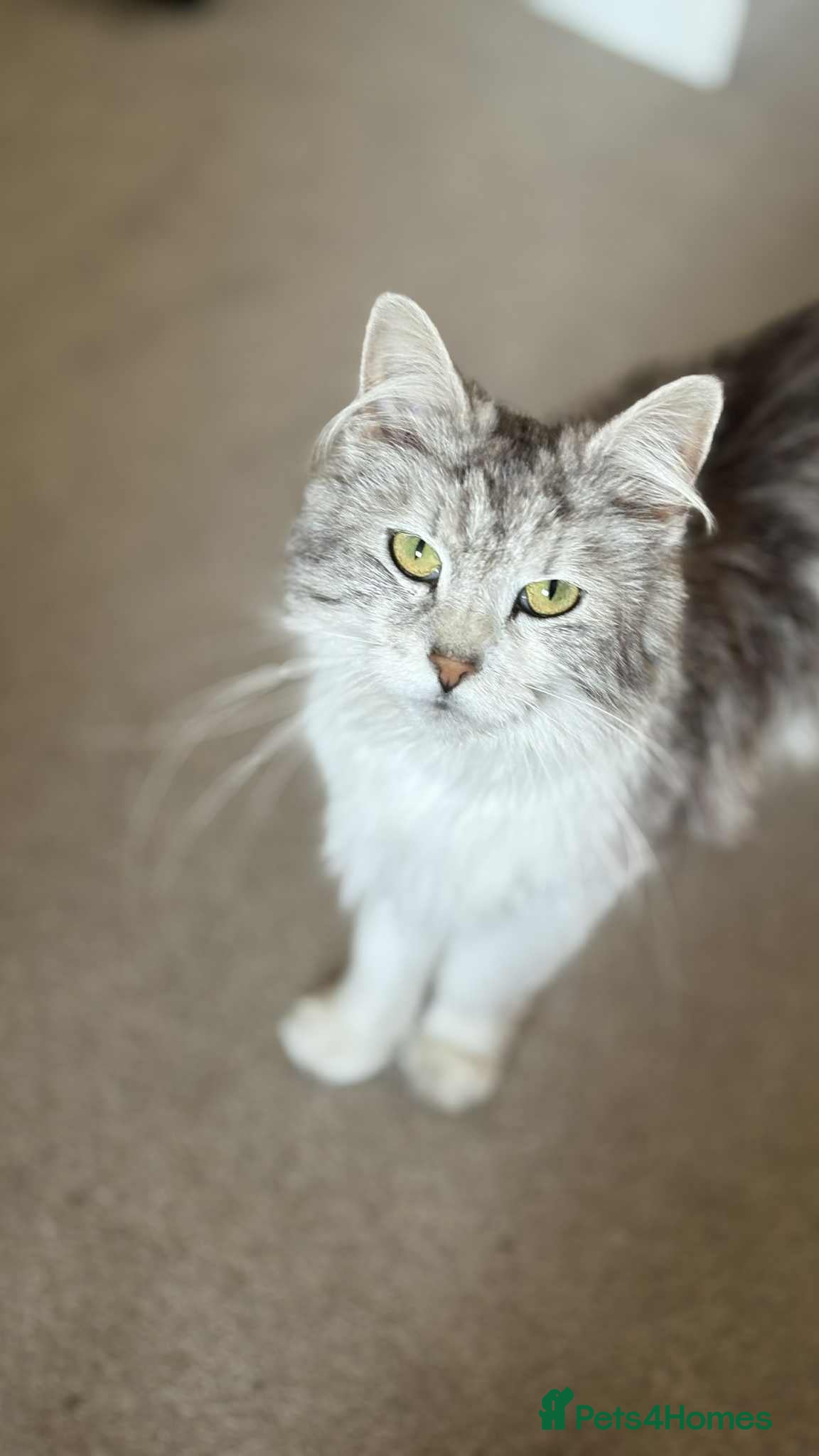 Mixed Breed cats for sale: Norwegian Forest x kittens - Advert 23