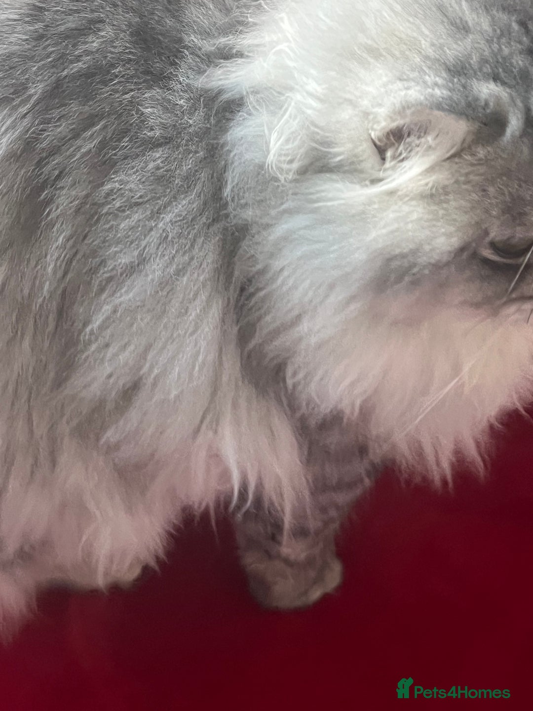 Persian cats for stud: chinchilla Persian stud ONLY  - Advert 3