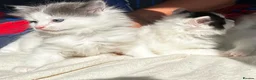 Ragdoll cats for sale: 🐾 5 Beautiful Ragdoll Cross Kittens 🐾 in Southampton - Advert 12