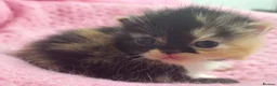 Exotic cats for sale: 3 beautiful quality exotic kittens - Advert 3