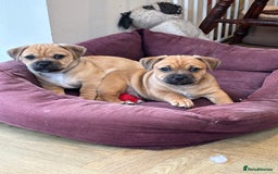 Jug dogs for sale: Jug puppy for sale - Image 2