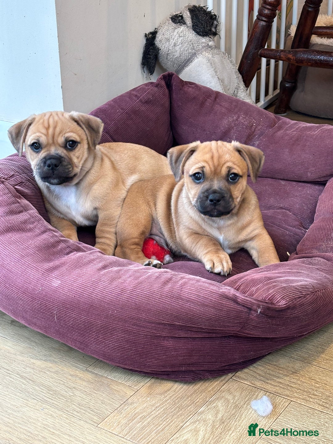 Jug dogs for sale: Jug puppy for sale - Image 2