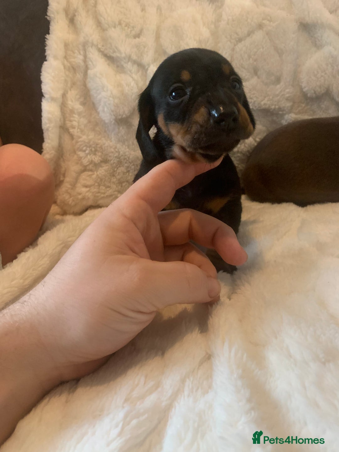 Miniature Dachshund dogs for sale: Miniature dashound  - Advert 8