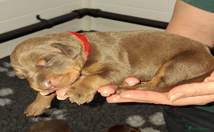 Dobermann dogs - Advert 1