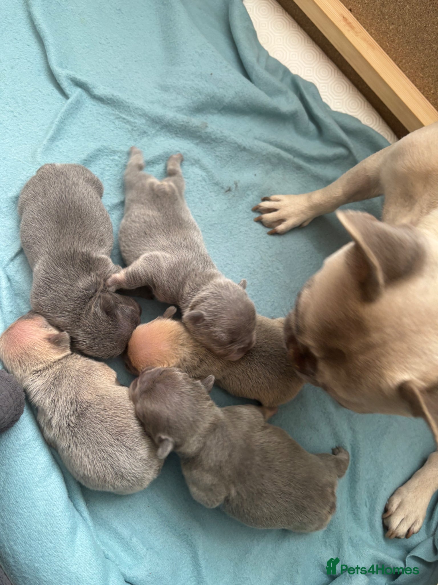 French Bulldog dogs 5⭐️French bulldog puppies - Advert 2