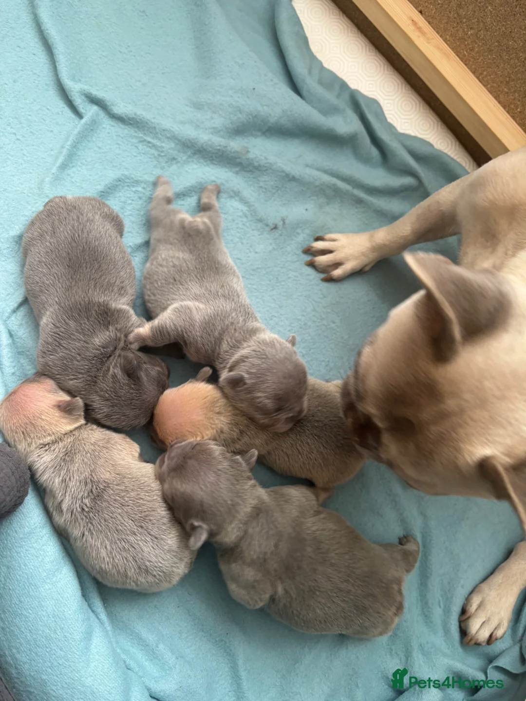 French Bulldog dogs for sale: 5⭐️French bulldog puppies - Advert 1