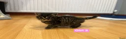 Mixed Breed cats for sale: 3 Hand reared Kittens  - Advert 11
