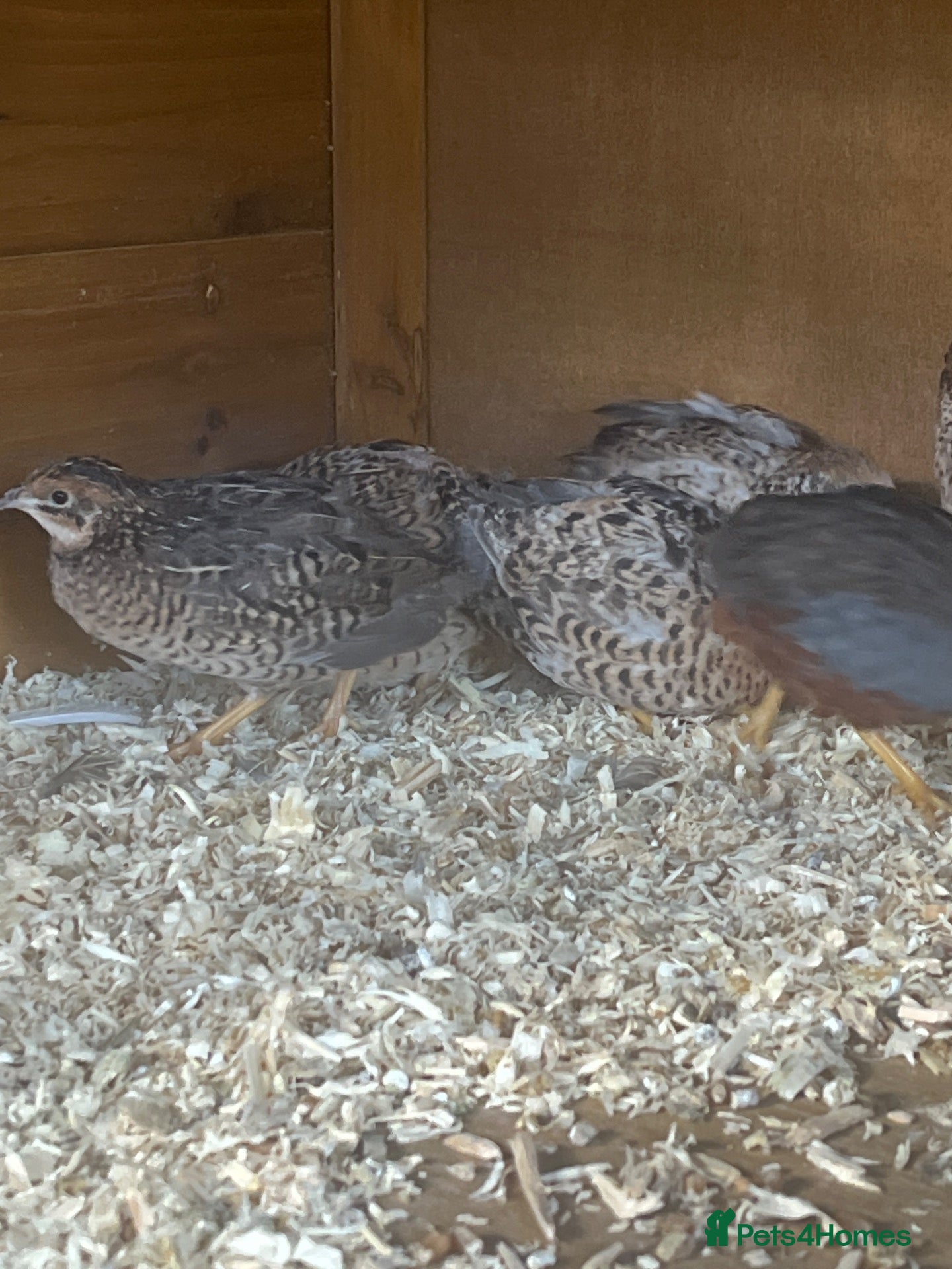 Quail poultry Chinese button quail  - Advert 1