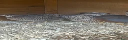 Quail poultry for sale: Chinese button quail  - Advert 1