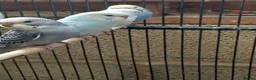 Budgerigars birds for sale: Baby Budgies For Sale - Advert 6
