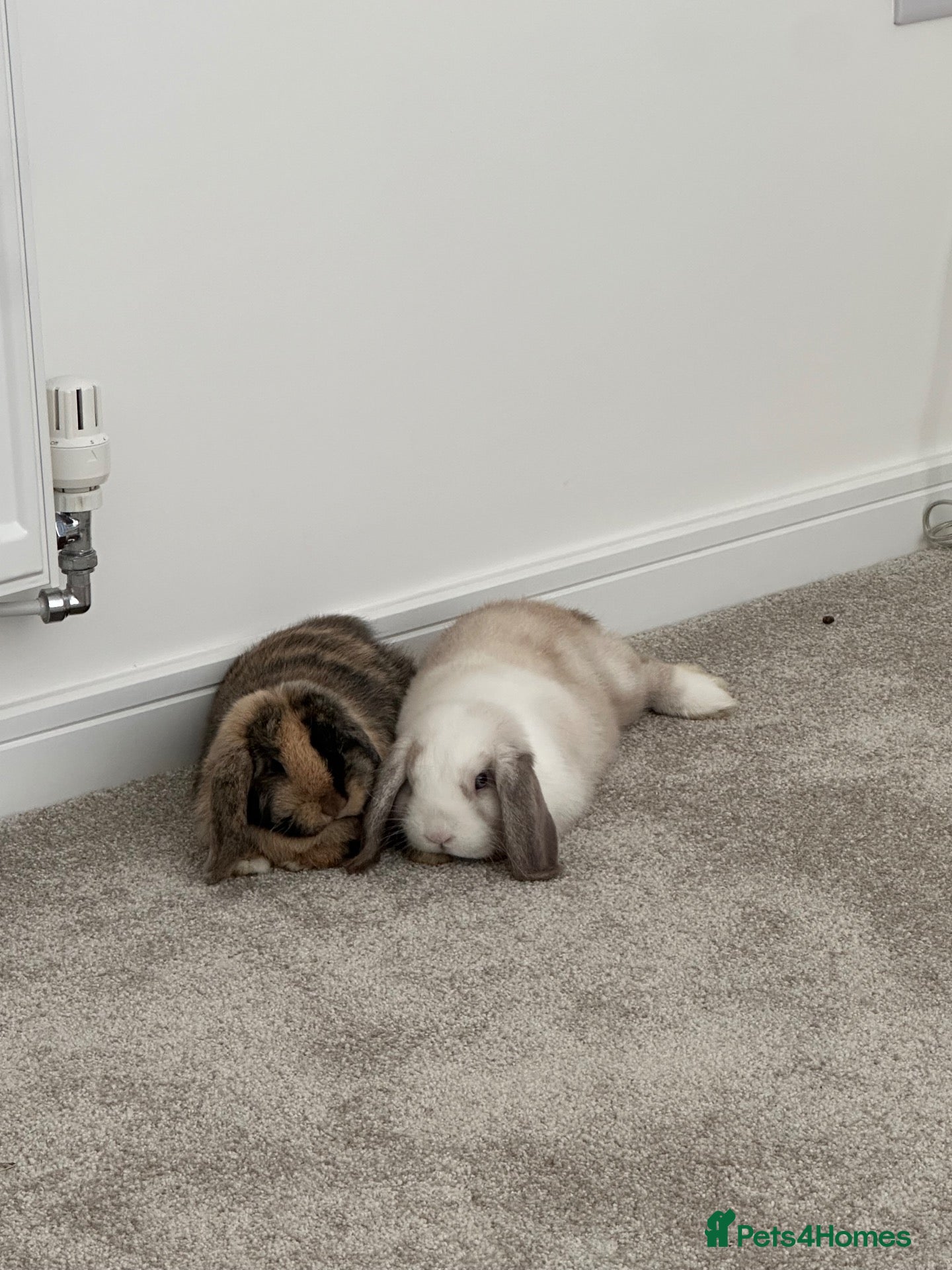 Mini Lop rabbits 1 male 1 female mini lop - Advert 1