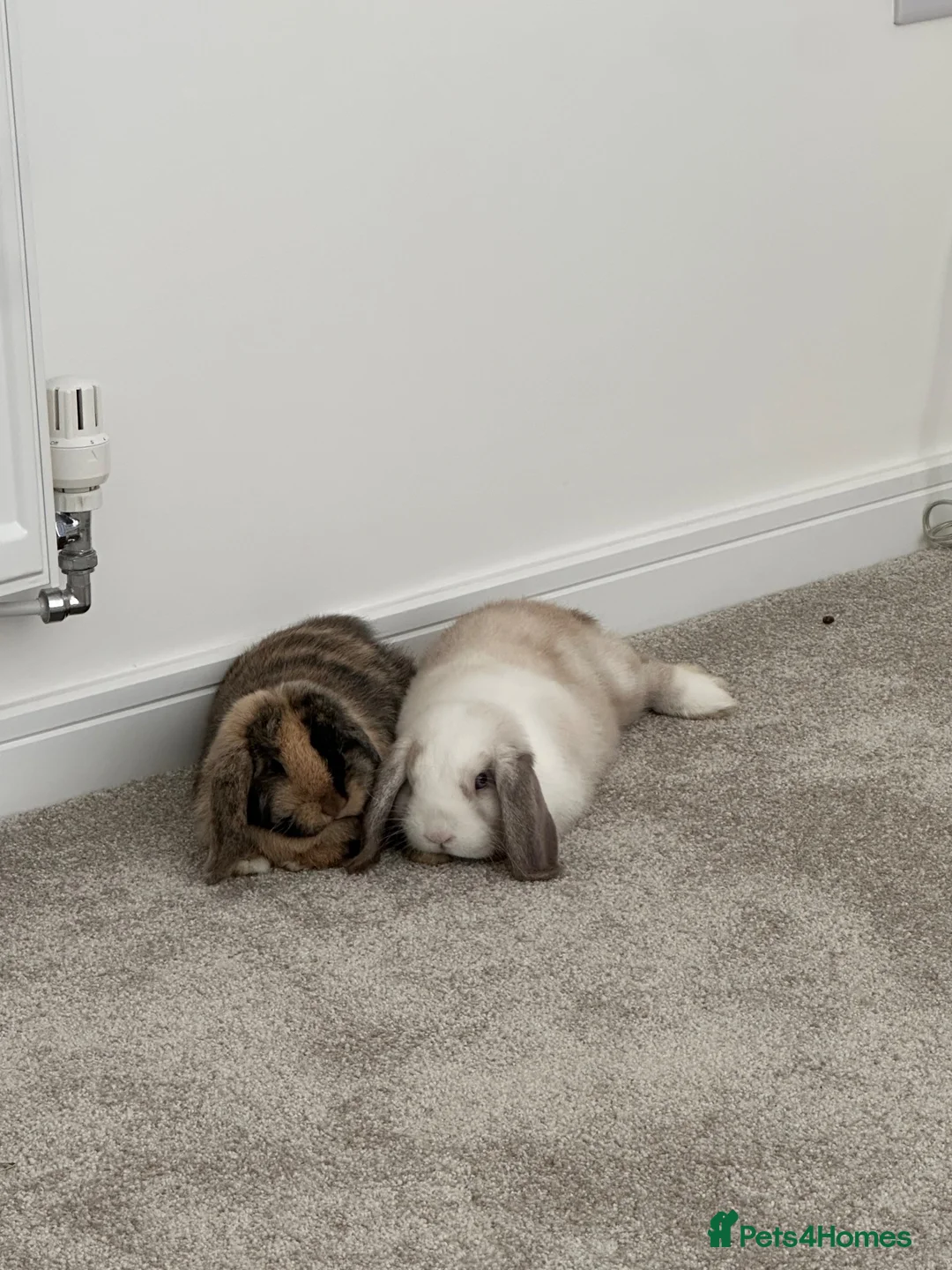 Mini Lop rabbits for sale: 1 male 1 female mini lop - Advert 1
