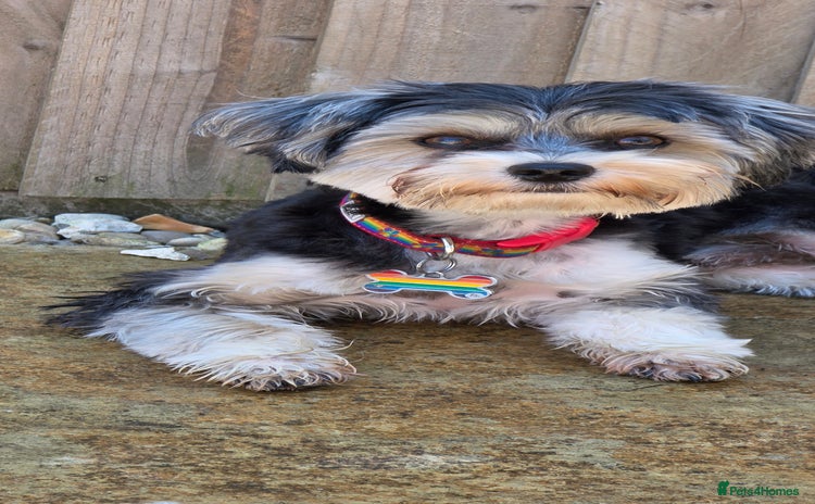 Yorkshire Terrier dogs - Advert 1