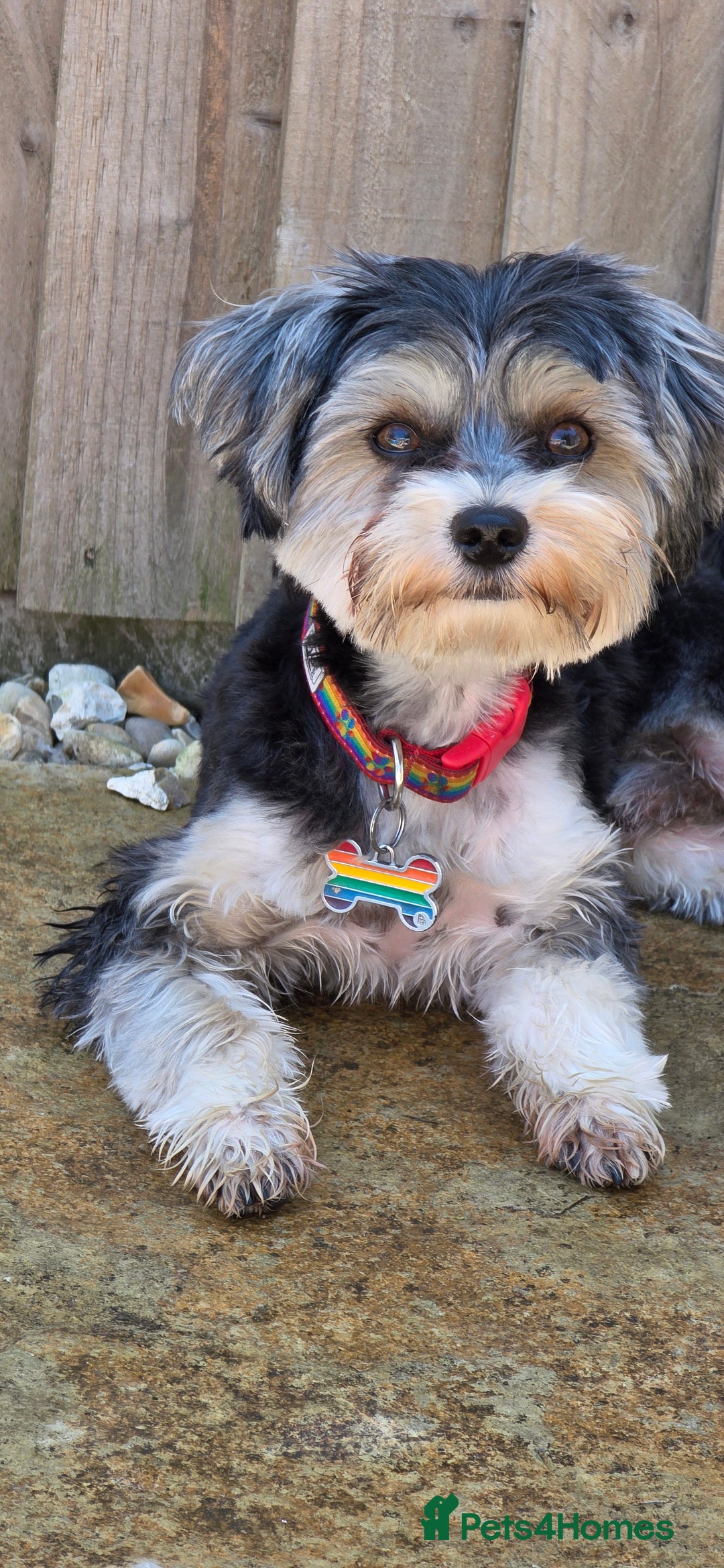 Yorkshire Terrier dogs for sale: Yorkshire Terrier tri colour (biewer)  - Image 1