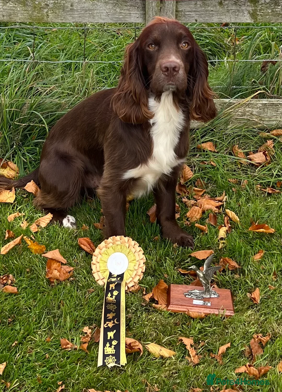 Sprocker dogs for stud: Health tested sprocker for stud in Shrewsbury - Advert 28