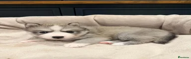 Pomsky 2