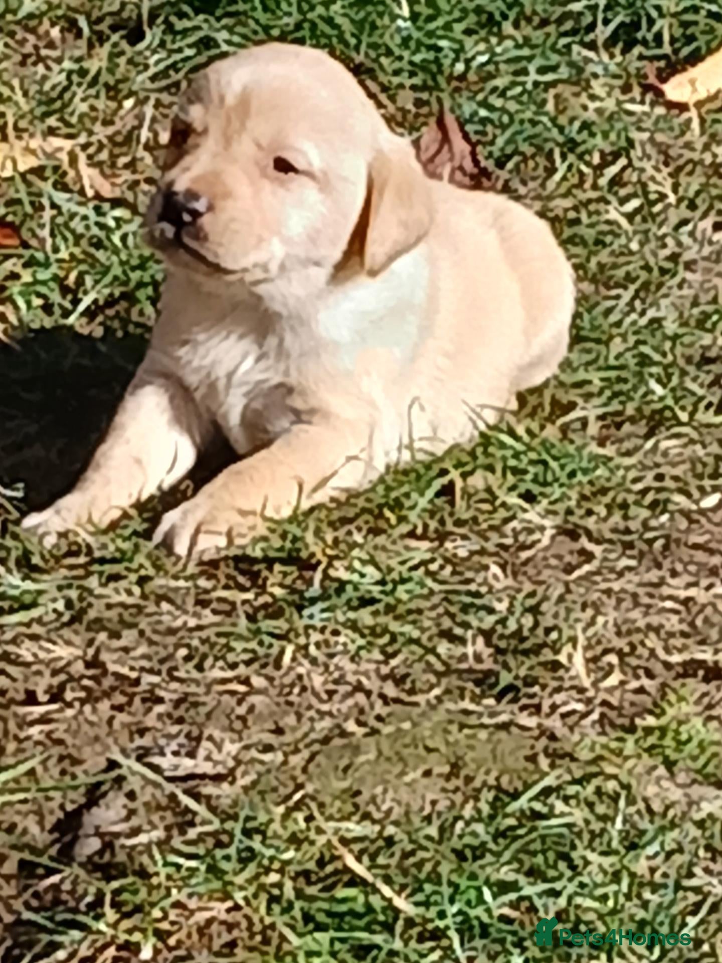 Labrador Retriever dogs for sale: KC Labrador pups - Advert 15