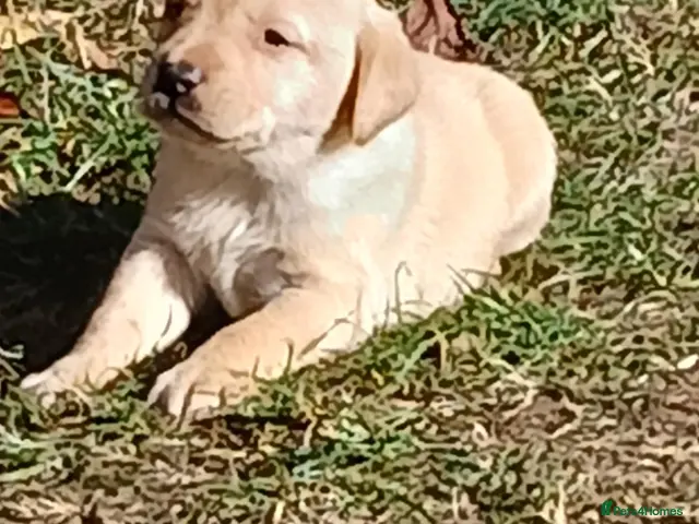 Labrador Retriever dogs for sale: KC Labrador pups - Advert 15