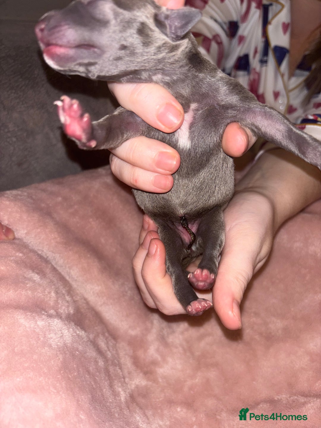 Mixed Breed dogs for sale: Whippet x Italian Greyhound Puppies  - Advert 8